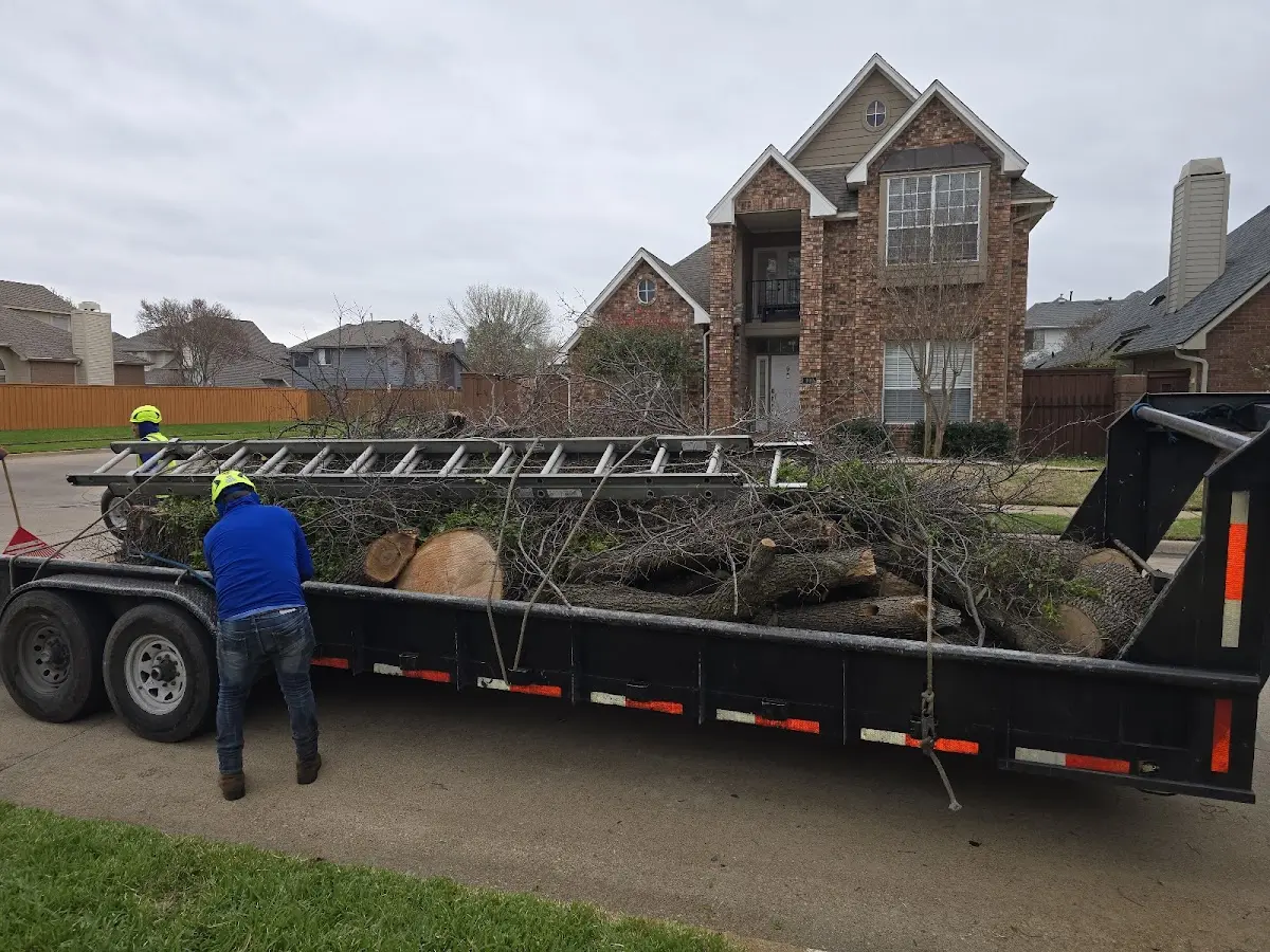 Expert Tree Removal with proper safety equipment in Minnesota City